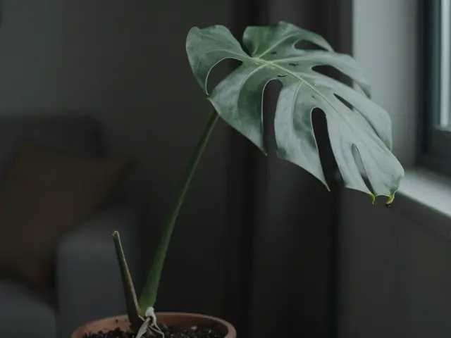 Lumière pour plantes d'intérieur : guide complet des besoins lumineux